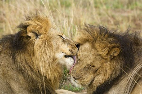 Kenya, Masai Mara Lion licking another lion